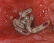 Maggots commonly elicit disgust