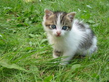 Kittens are often considered quite cute.  