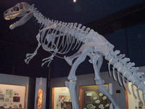 A replica Allosaurus skeleton in Canterbury Museum, Christchurch, New Zealand. The current view is that the animal normally stood in a more horizontal position.