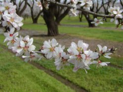 Almond flowers