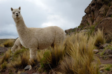 A pair of alpacas near an Inca burial site in Peru