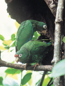 Puerto Rican Parrot (Amazona vittata)