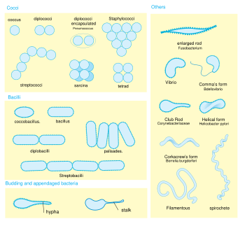 Bacteria display a large diversity of cell morphologies and arrangements