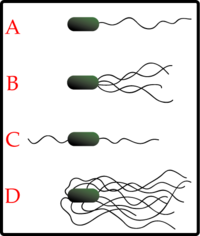 The different arrangements of bacterial flagella: A-Monotrichous; B-Lophotrichous; C-Amphitrichous; D-Peritrichous;