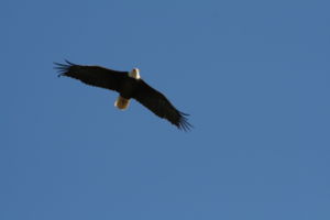 Bald Eagle at Yellowstone National Park