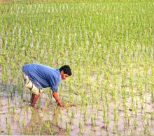 Worker in a paddy, a common scene all over Bangladesh.