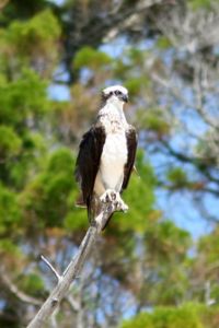 The Australasian Osprey is the most distinctive subspecies.
