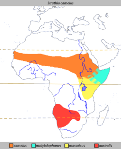 The present-day distribution of ostriches.