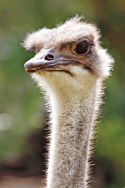 Ostrich, Melbourne Zoo