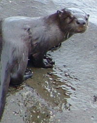 An otter in Olympic National Park.