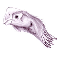 Profile of Oviraptor philoceratops.