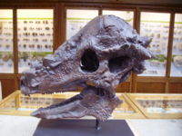 Skull of Pachycephalosaurus from Oxford University Museum of Natural History