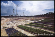Palm oil nursery