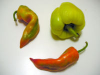 Bell peppers come in various shapes and colors, and are used to make paprika.