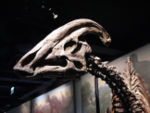 Skull of a female Parasauroplophus walkeri