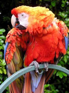 Scarlet Macaw Ara macao