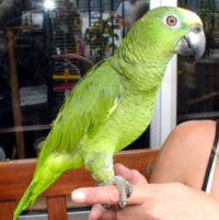 Amazon parrot