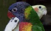 Swainson's Rainbow Lorikeet and a Cockatiel.