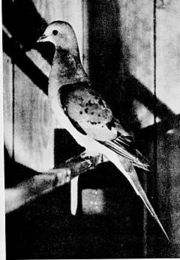 1898 photograph of Passenger Pigeon by Mr Hubbard.