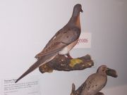 Passenger Pigeon specimens can be seen in the Field Museum, Chicago