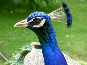 An Indian Blue Peacock's head