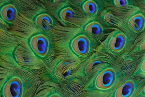 Closeup of an Indian Blue Peacock's tail feathers