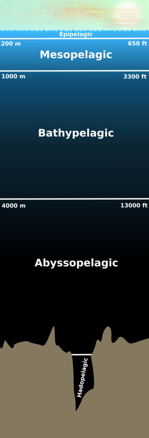 Diagram of the layers of the pelagic zone.
