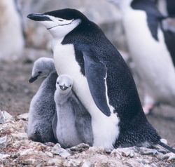 Chinstrap Penguin, Pygoscelis antarctica