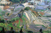 Terrace of rice paddies in Yunnan Province, southern China.