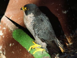 This Peregrine Falcon was found injured and survived in Olomouc Zoological Garden, the Czech Republic. One of activities of the zoological garden is a programme of helping injured birds of prey.