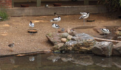 Pied Avocets