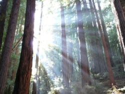 Sunlight shining through sequoia trees in Muir Woods