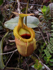 Nepenthes villosa, a species of carnivorous plant