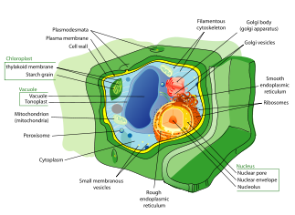 Plant cell structure