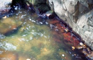 Close-up of pond in the forests of Samothraki island.