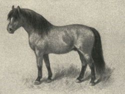 A Shetland Pony