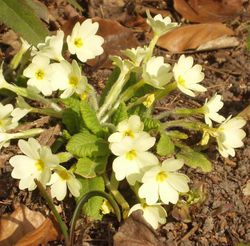 Primula vulgaris