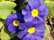 A modern garden primula cultivar