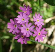 Primula farinosa flowers