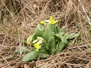 Primula veris