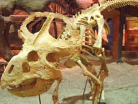 Protoceratops skeleton at Wyoming Dinosaur Center.
