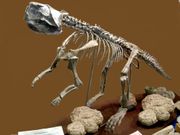 A Psittacosaurus skeleton.