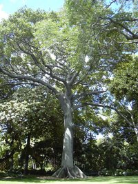 Kapok tree (Ceiba) the national tree of Puerto Rico