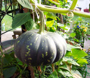 Pumpkin attached to a stalk