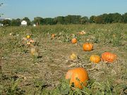 Pumpkins growing in a field.