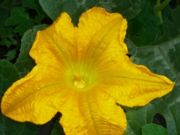 Pumpkin Flower (Open)