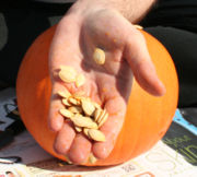 Seeds from a pumpkin.