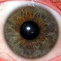 The human eyeThe pupil is the central transparent area (showing as black). The greenish-brown area surrounding it is the iris. The white outer area is the sclera, the central transparent part of which is the cornea.