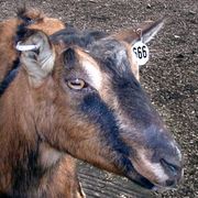 The pupils of sheep and goats are horizontal almost rectangular ovals.