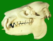 Skull of a Pygmy Hippopotamus